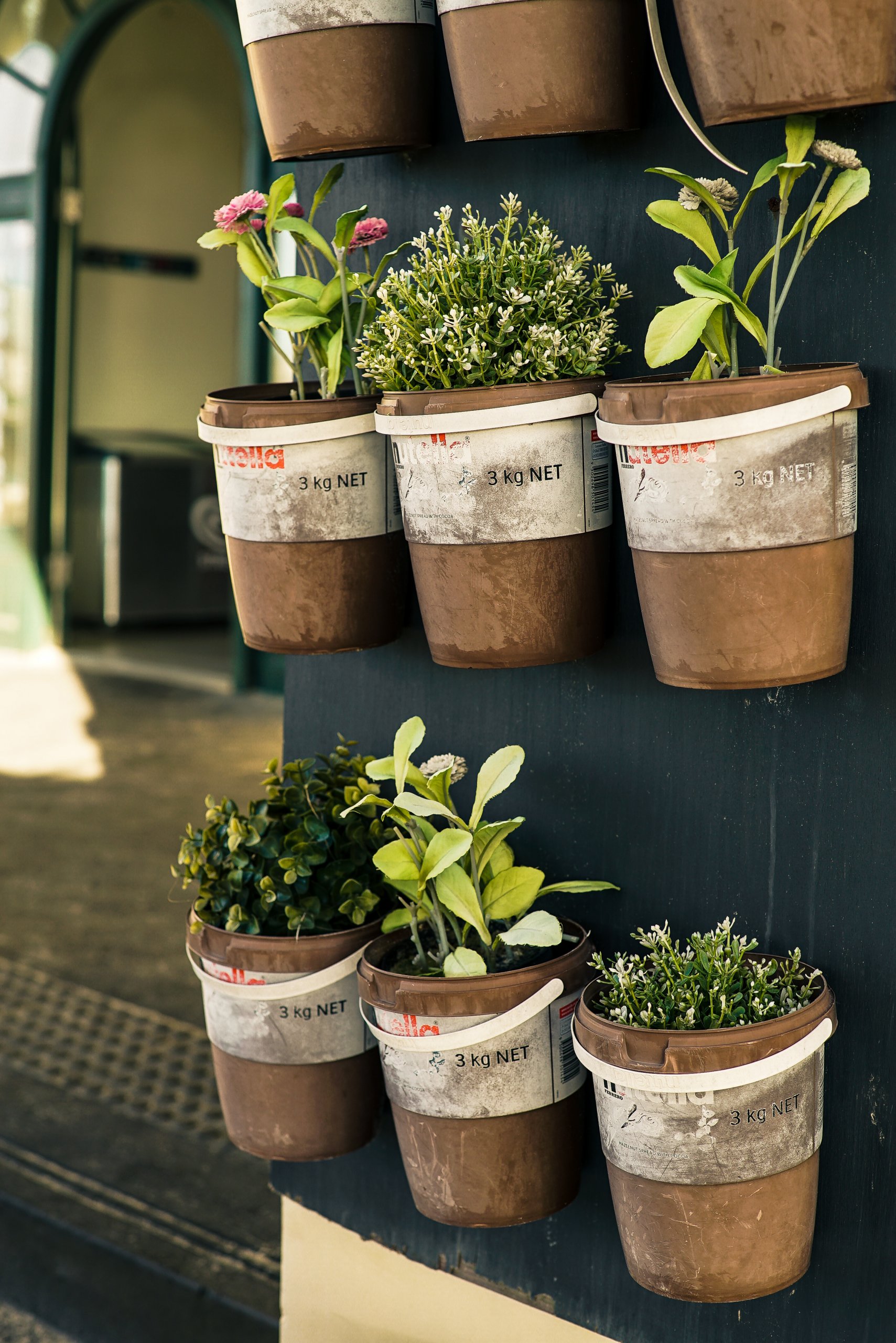 herbs